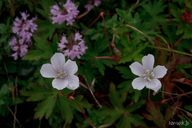 DSC_3451.jpg