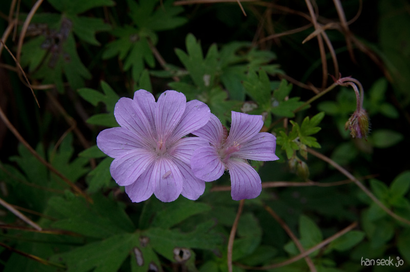DSC_3460.jpg