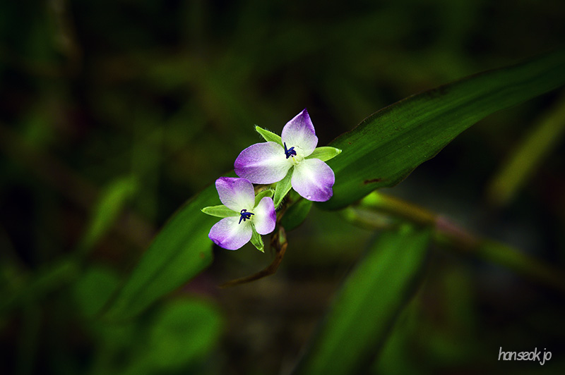 DSC_4591.jpg