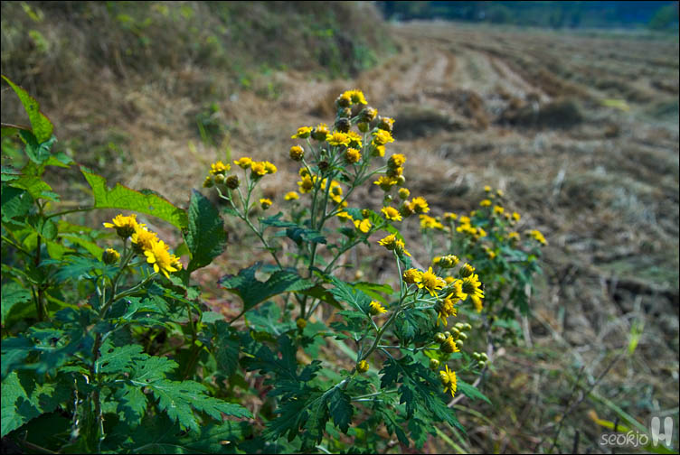 DSCF1250.jpg