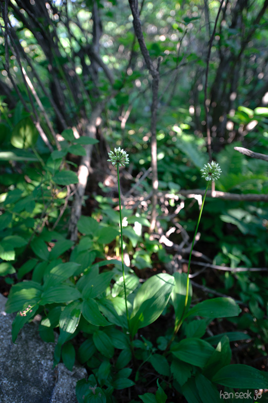 HSJ_9290.jpg