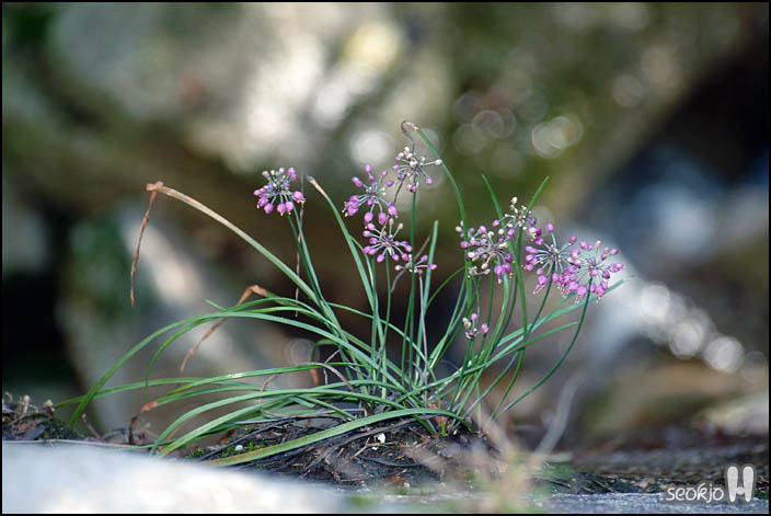 DSCF9515.jpg
