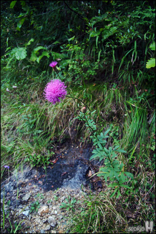 DSCF3605.jpg