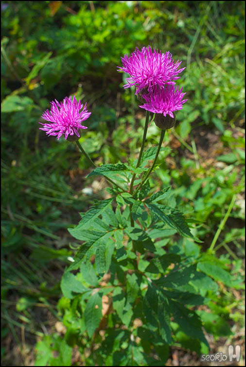 DSCF9018.jpg