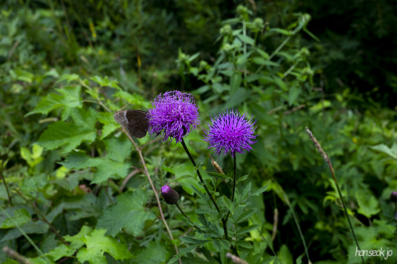 DSC_1253.jpg