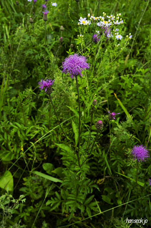 DSC_1255.jpg