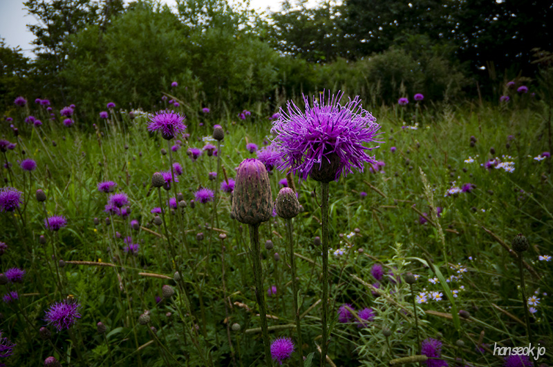 DSC_1263.jpg