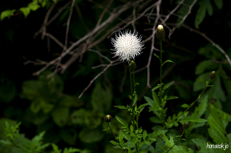 DSC_1271.jpg