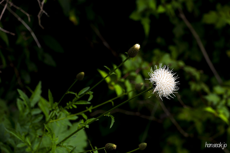 DSC_1267.jpg
