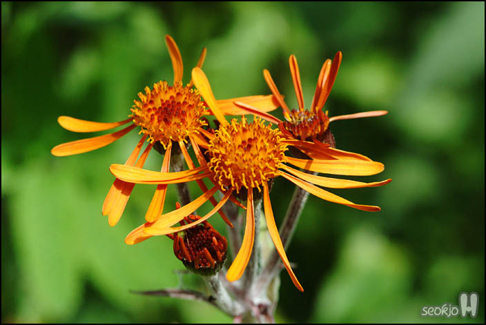DSCF1586.jpg