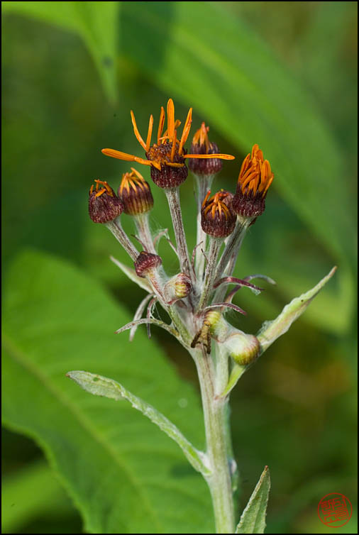 DSCF2571.jpg