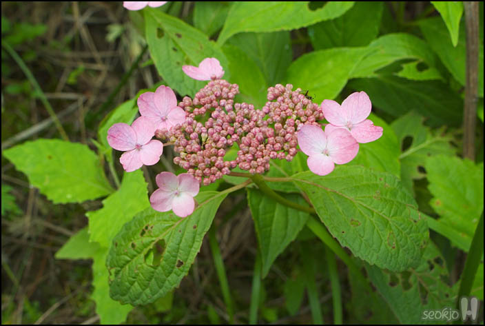 DSCF7861.jpg