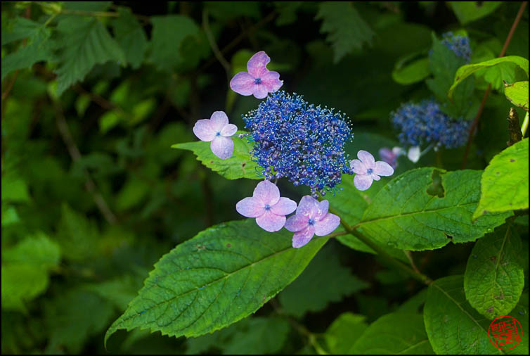 DSCF2373.jpg