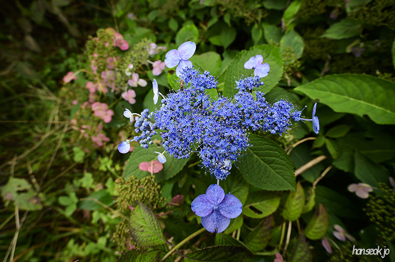 DSC_4616.jpg