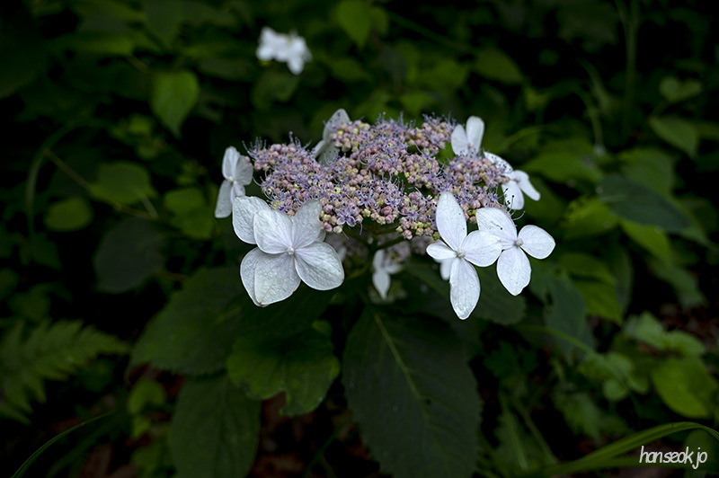 DSC_0083.jpg