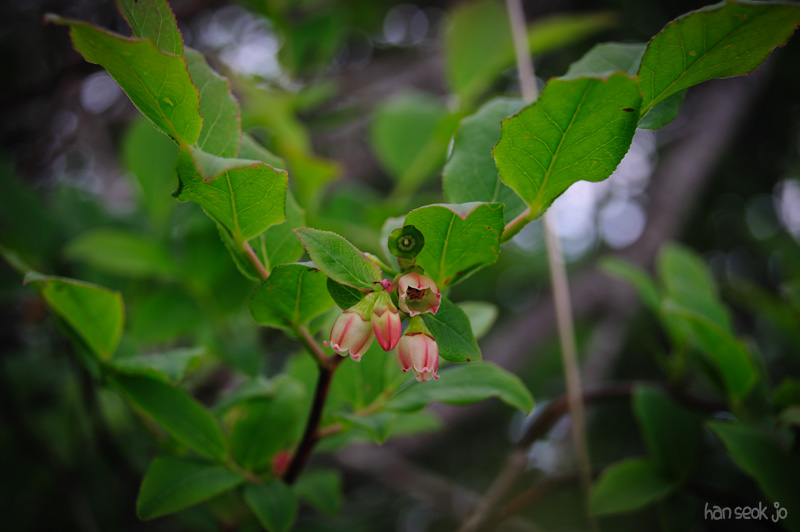 HSJ_0365.jpg