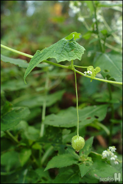 DSCF8988.jpg