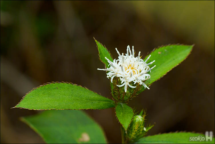 DSCF0651.jpg