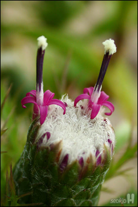 DSCN9371.jpg