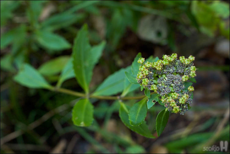 DSCF4499.jpg