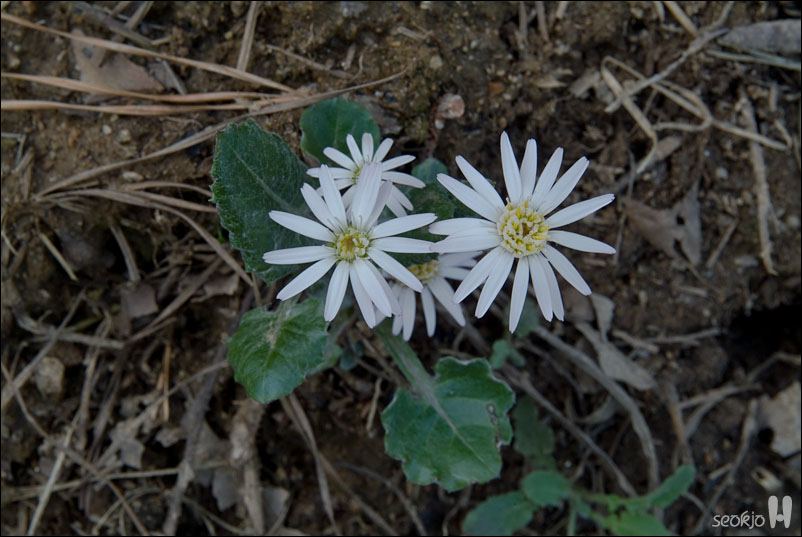 DSCF7645.jpg
