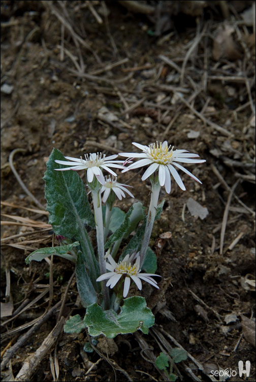 DSCF7643.jpg