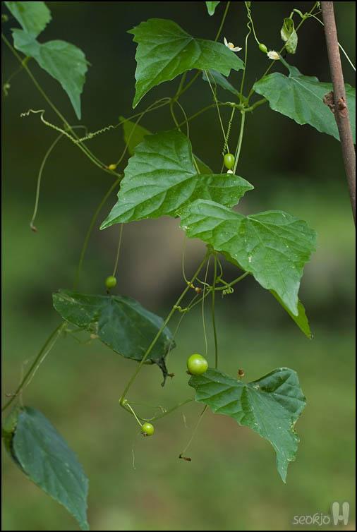 DSCF3696.jpg