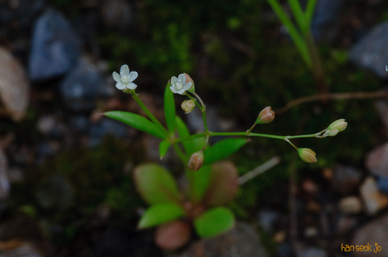 DSC_7987.jpg