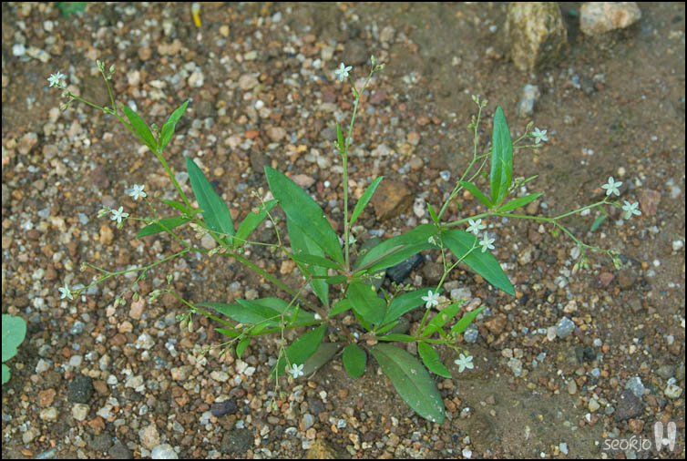 DSCF2237.jpg