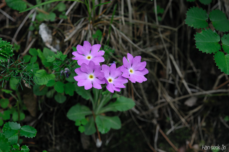 HSJ_3187.jpg
