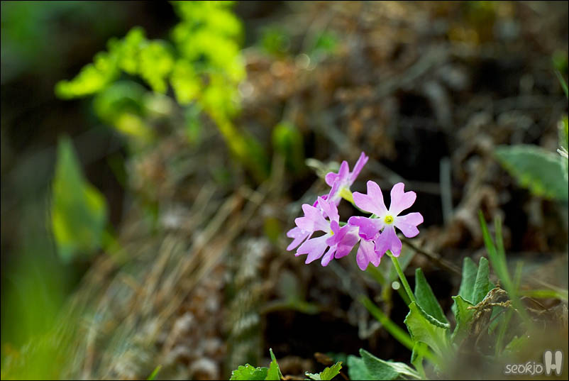 DSCF3674.jpg