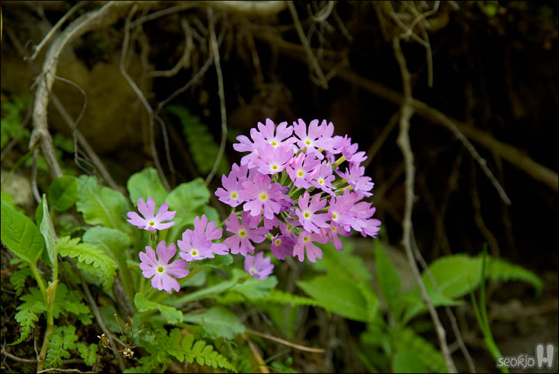 DSCF3722.jpg