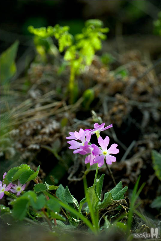 DSCF3672.jpg