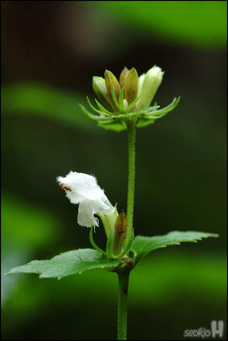 DSCF8024.jpg