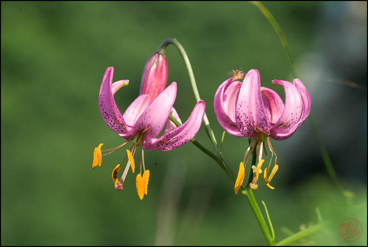 DSCF2914.jpg