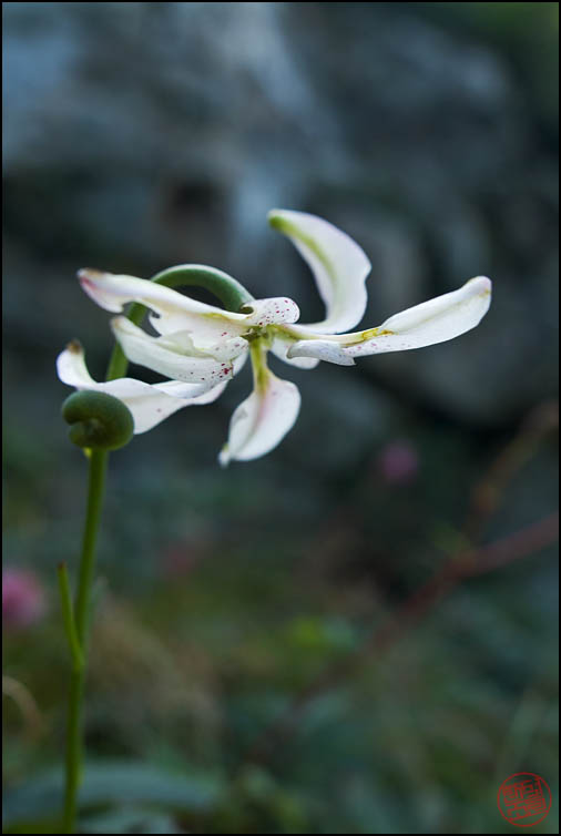 DSCF2935.jpg