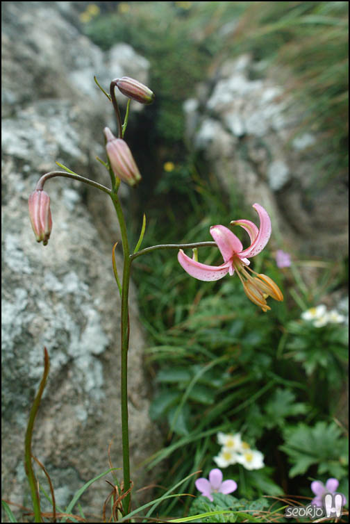 DSCF8099.jpg
