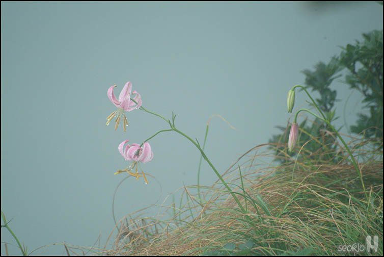DSCF8100.jpg
