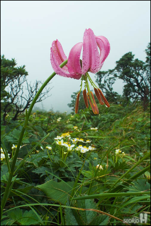 DSCF8109.jpg