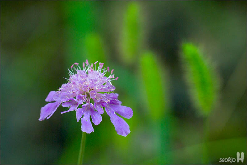 DSCF5137.jpg