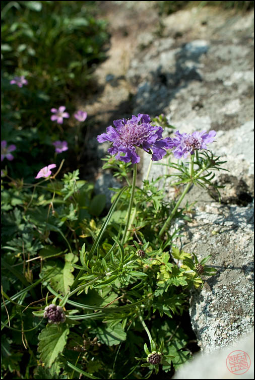 DSCF2934.jpg