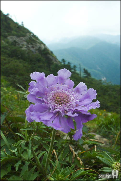 DSCF8115.jpg