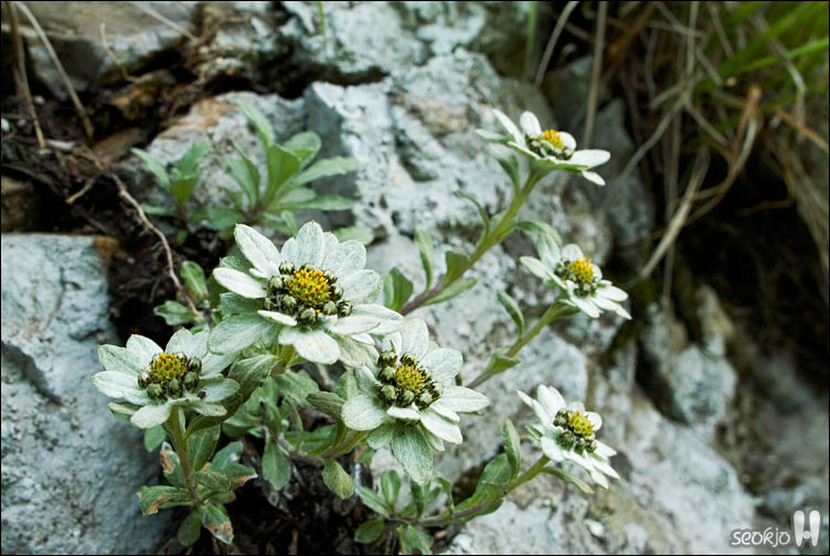 DSCF9376.jpg