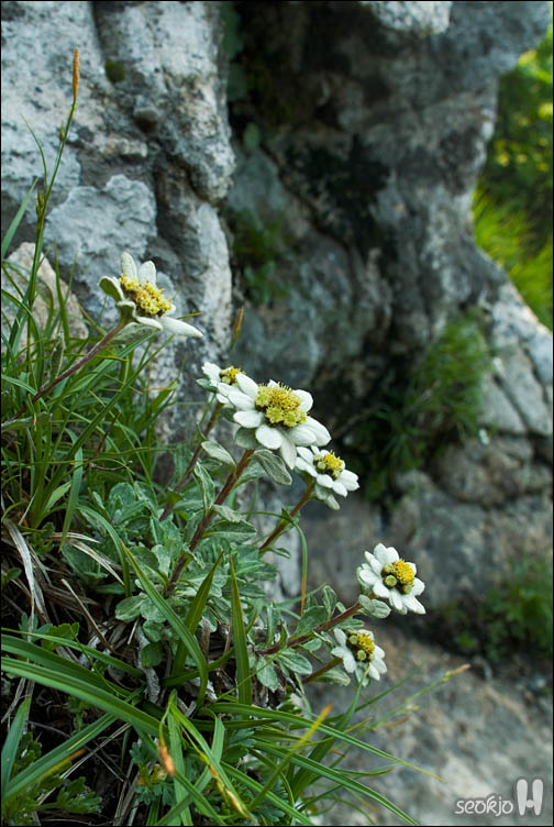 DSCF9386.jpg