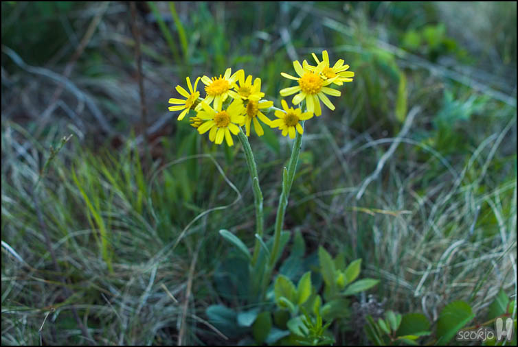 DSCF0859.jpg