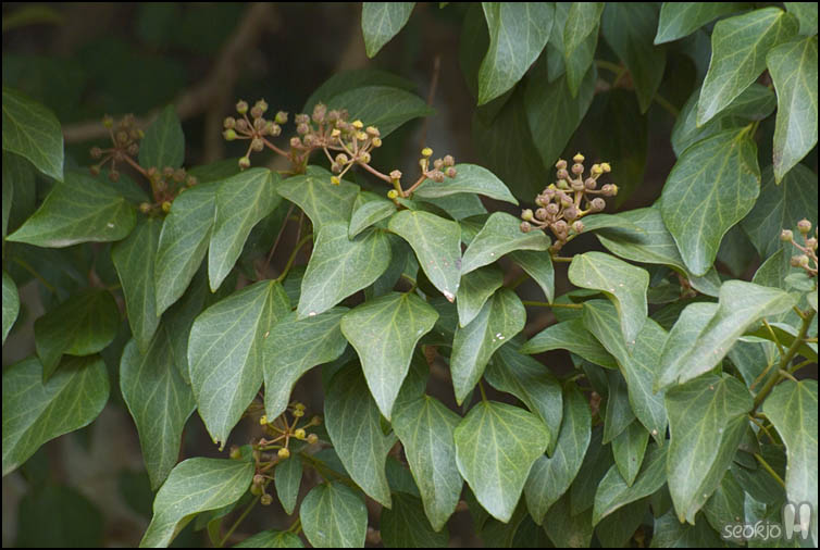 DSCF1581.jpg