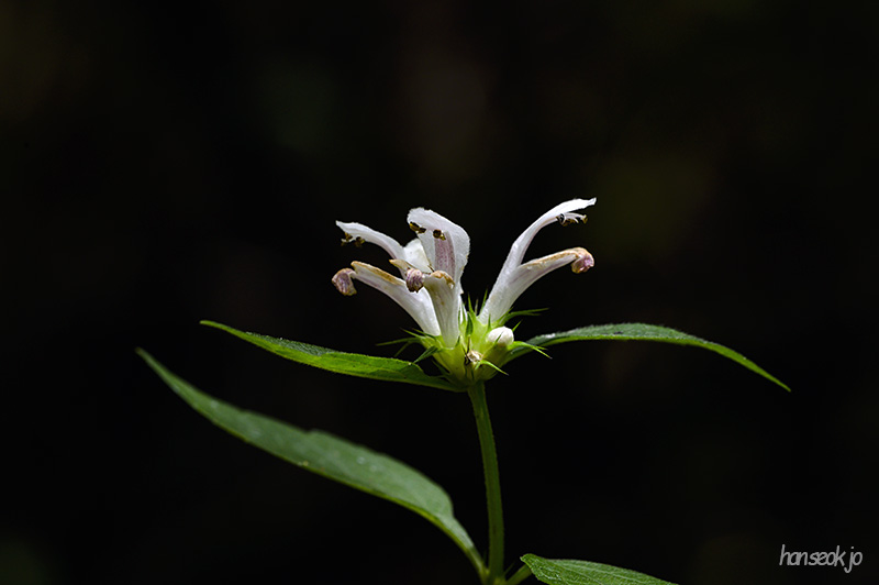 DSC_4335.jpg