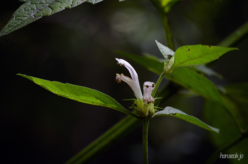 DSC_4336.jpg