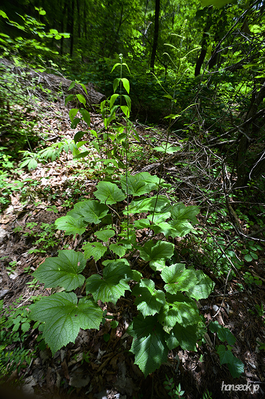 DSC_3069.jpg