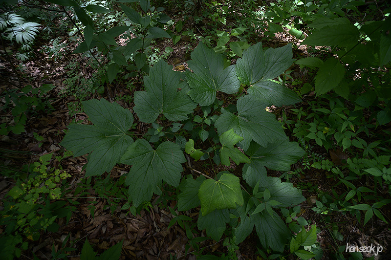 DSC_3068.jpg